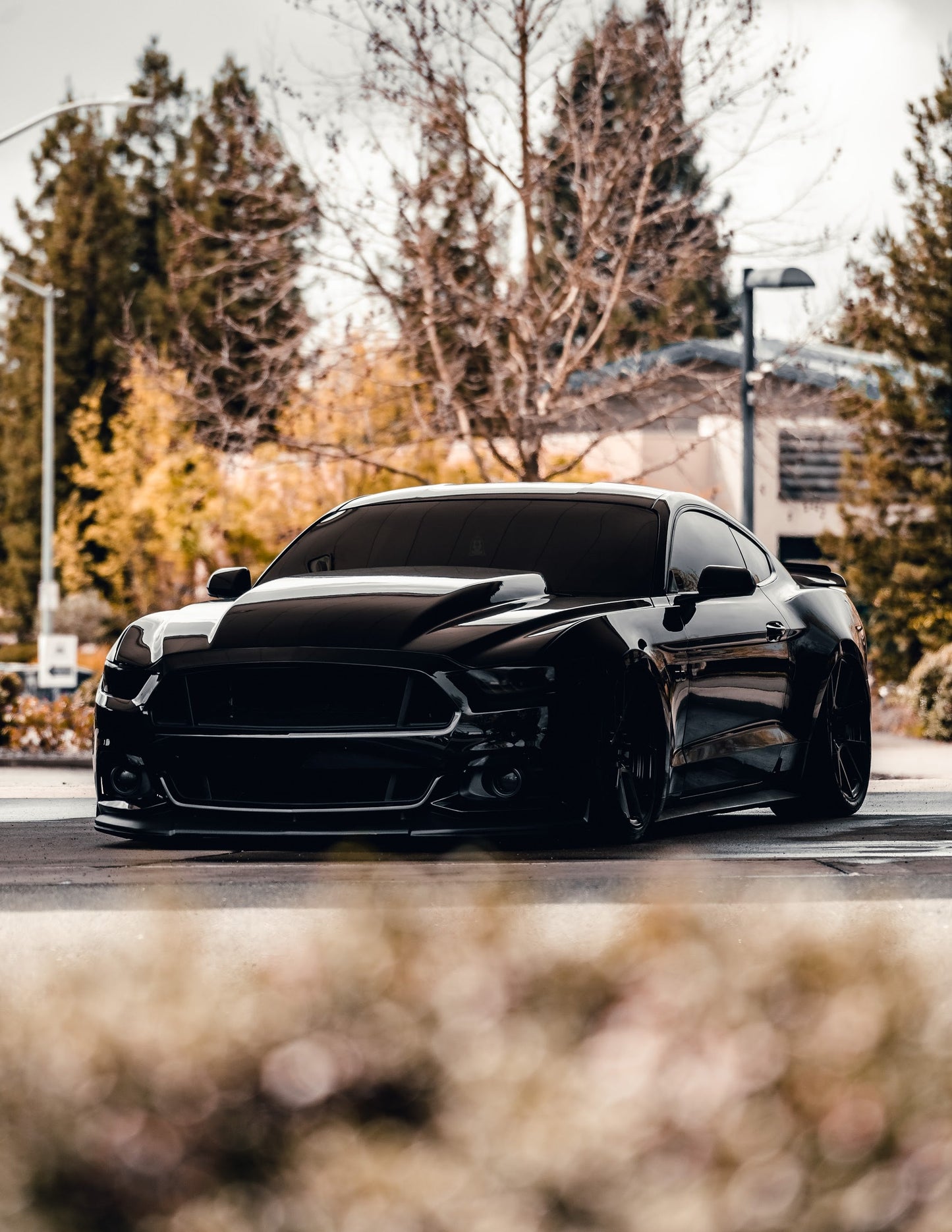 Headlight Lens Vinyl Tint (2015-2017 Mustang, 2016-2020 GT350, 2020-2022 GT500)